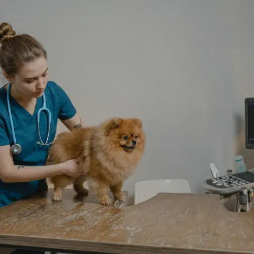 Vétérinaire examinant un petit chien en consultation à la clinique